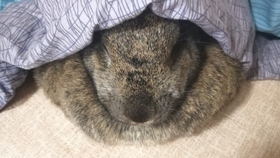 兔子可以吃什么干草图片 38e76903a9f4793d4798d69a27ac24fb0d99255b.jpg@280w_158h_1c_100q.jpg