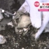 江户川上乱扔牡蛎壳的中国人：这是非法的！官方欲出台条例禁止该行为(中日双语)(23/02/27)