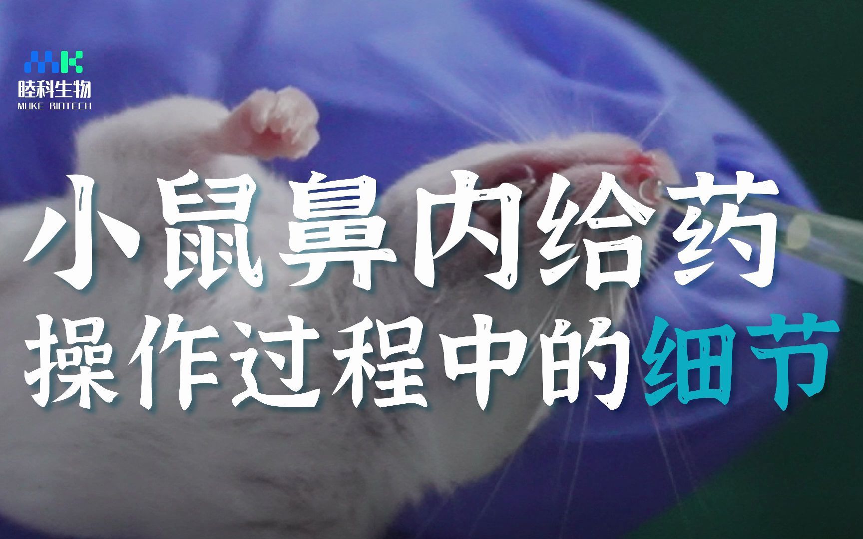 动物实验 | 小鼠鼻内给药的操作和过程细节