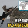 燕子去的南方是哪里？为何南方人说冬天燕子少见，其实都理解错了