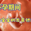 孕期胎儿的发育过程，接住好孕