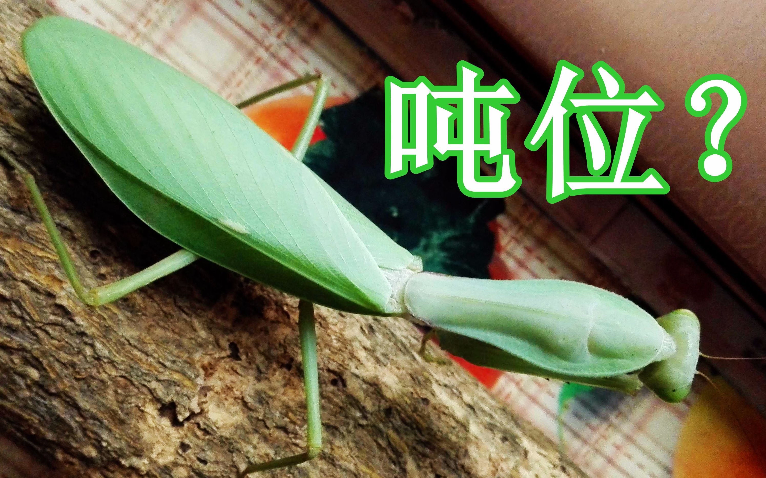 魔花螳螂——世界上体型最大的螳螂有多美？_成年