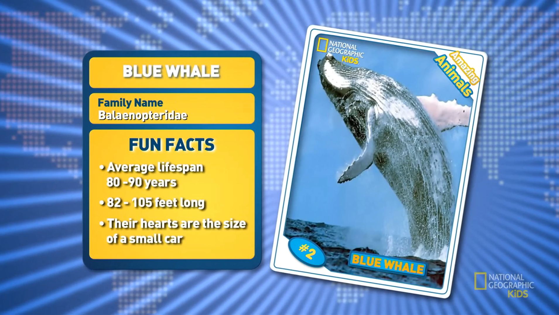 人教新八上Unit4 文化拓展视频 蓝鲸Blue Whale