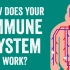 【TED科普】你的免疫系统如何运行？（中英字幕）
