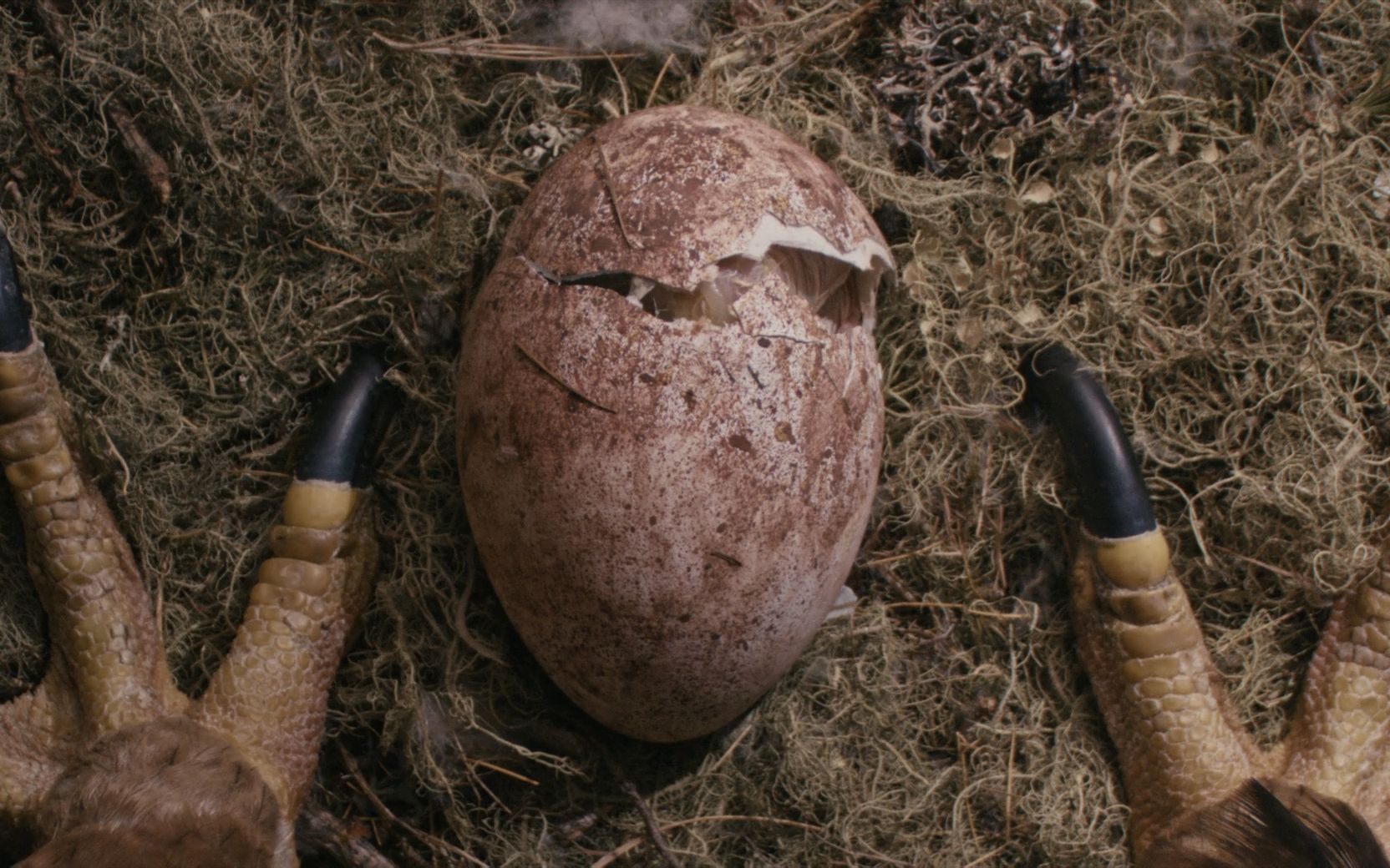 【越哥】又一部美到冒泡的电影，唯一的遗憾是，太少人知道它了！