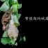 中国动物 | 繁殖期的峨眉树蛙