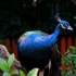 美丽的孔雀 鸟中之王 世界四种孔雀种类 您都认识几种？