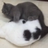 <乌灰>两只胖猫打架，用体重互相压制