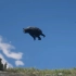【荒野大镖客2】如何让熊熊自愿起飞（跳崖）