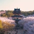 这里不是日本，是中国无锡鼋头渚，世界三大赏樱胜地之一。