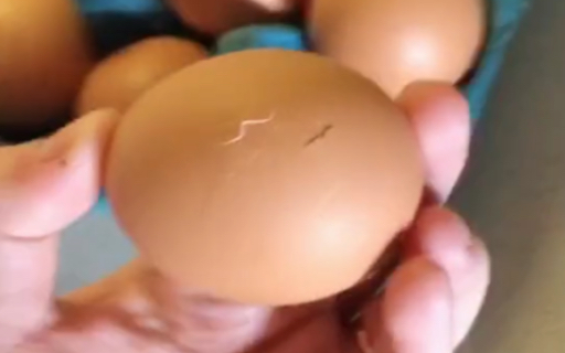太可怕了！买的新鲜鸡蛋竟然破壳孵出了…！！！