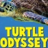 【4K纪录片】《海龟大冒险》Turtle Odyssey UHD