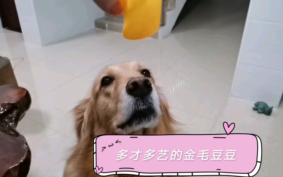 金毛豆豆会鸭子叫成精了哈哈哈哈哈嘎嘎嘎嘎嘎070779