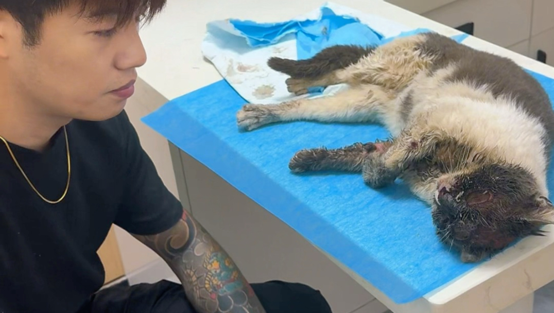 这满身蛆的猫，还能活吗？