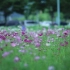 【空镜头】 花园格桑花花朵 视频素材分享