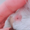 给猫猫爪子挤黑头，解压啦