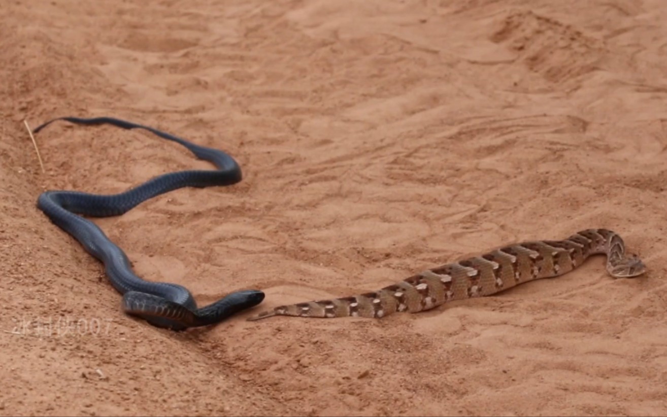 森王蛇遇到鼓腹咝蝰，会发生什么？