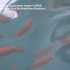 养鱼知识 ras 01recirculating aquaculture system _1080p