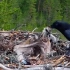 镜头记录下发生在鸟类世界的灭门惨案...鹗 vs 渡鸦