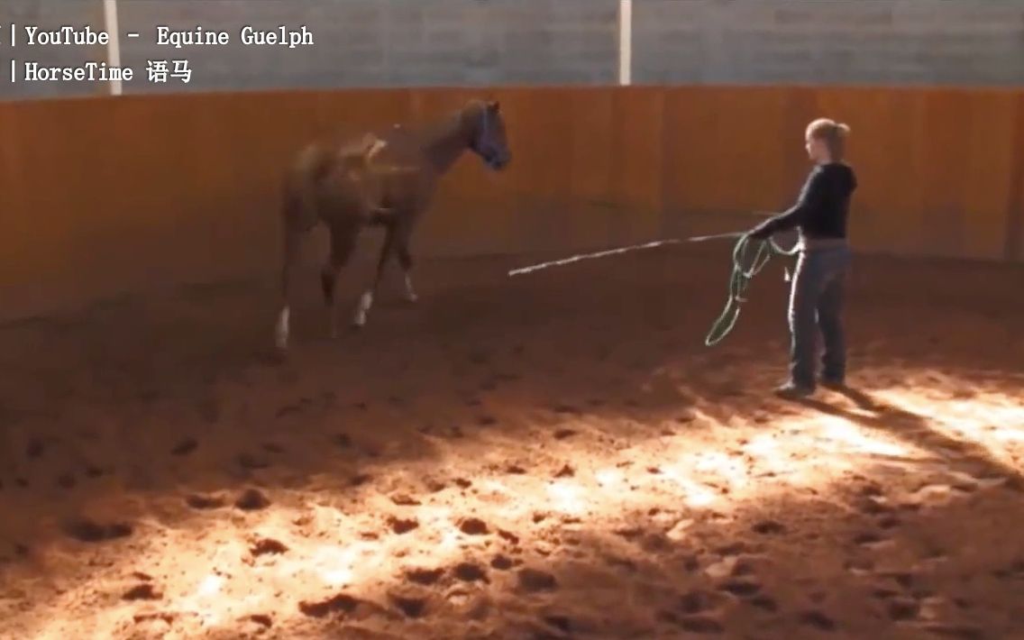 【Lameness Lab】跛行案例1