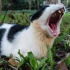中山大学那些顶流猫咪们——雅努斯，莱克，牙牙（PS：图片取自中大猫谱）