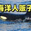 虎鲸和领航鲸仇恨的真正原因！出乎意料的跨物种领养