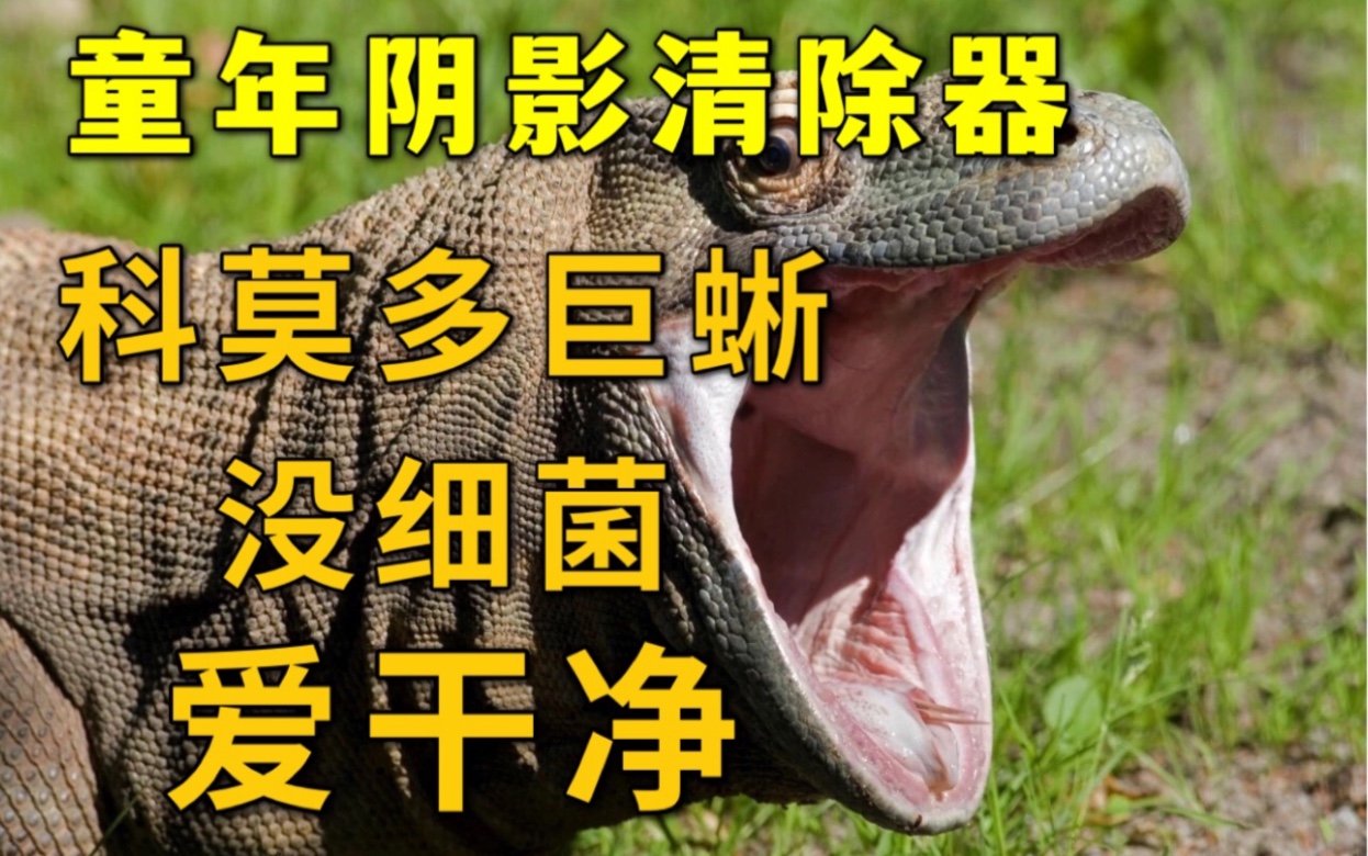 巨蜥蜥蜴爬行动物图片素材-编号13905636-图行天下