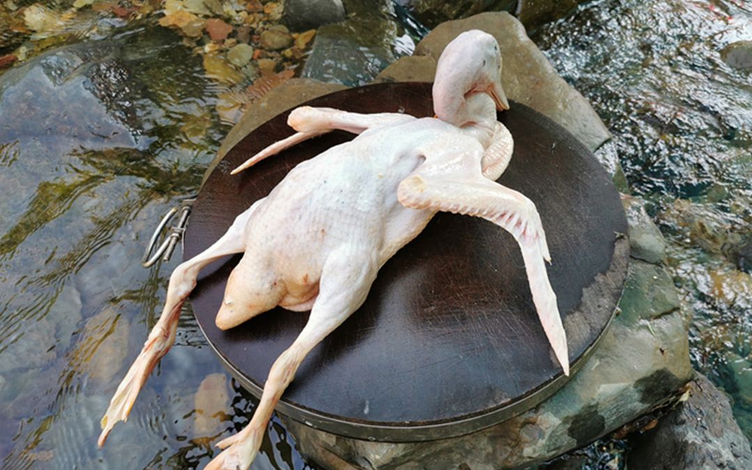 在湖南，学会鸭子这种做法，一大只不够吃，太美味了