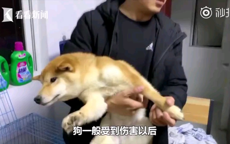 研究生用开水烫柴犬后续 学生去看心理医生 网友怀疑狗被调包 哔哩哔哩 つロ干杯 Bilibili