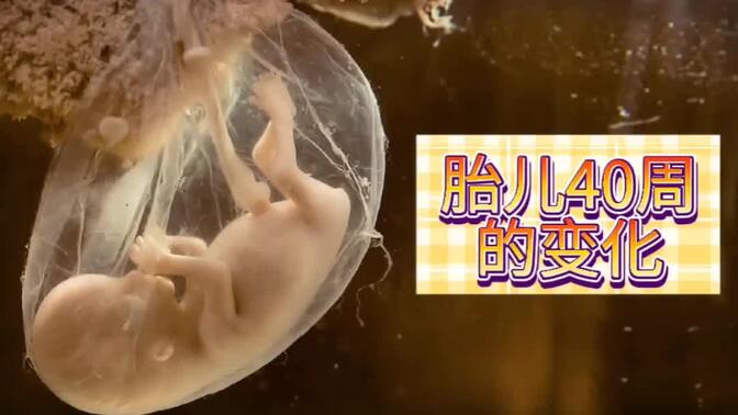 三分钟看完超声记录胎儿40周的发育全过程!