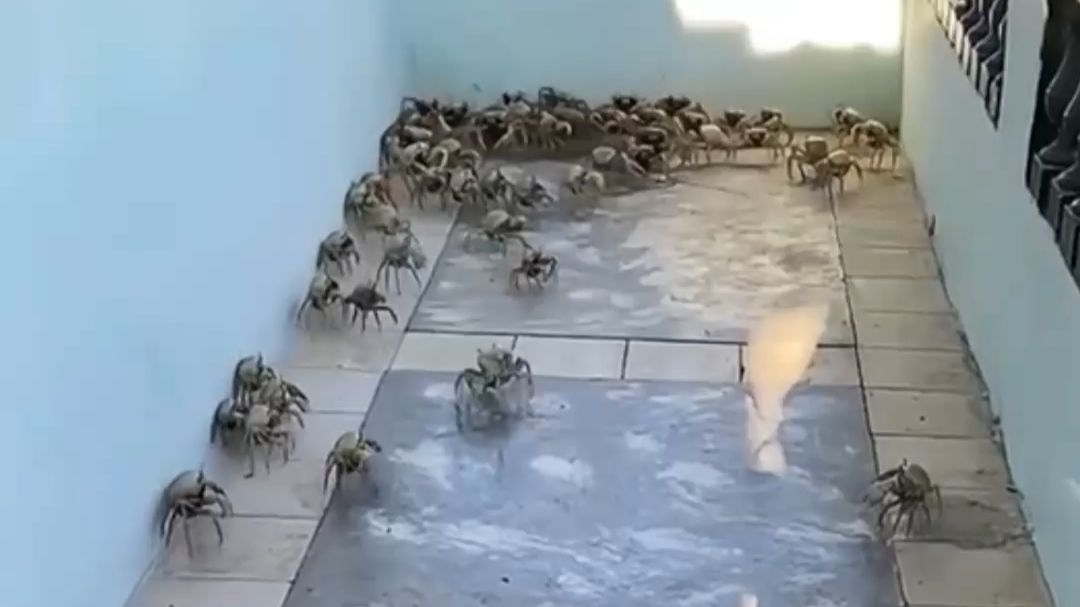 这种螃蟹有毒吗？