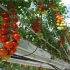 惊人的温室西红柿农业 - 现代农业技术