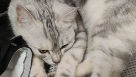39f1e1c70b3f46c98404bf54803e78ad91600b5e.png@280w_158h_1c_100q.jpg