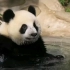 大熊猫八仔：甜美男孩菜包子，实力演绎靓仔泡澡哈哈