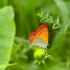 可商用视频素材之大自然蝴蝶飞舞花丛