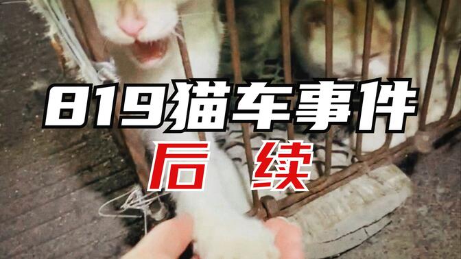 被救一个月后，杭州那800只猫怎么样了？【819猫车事件后续】