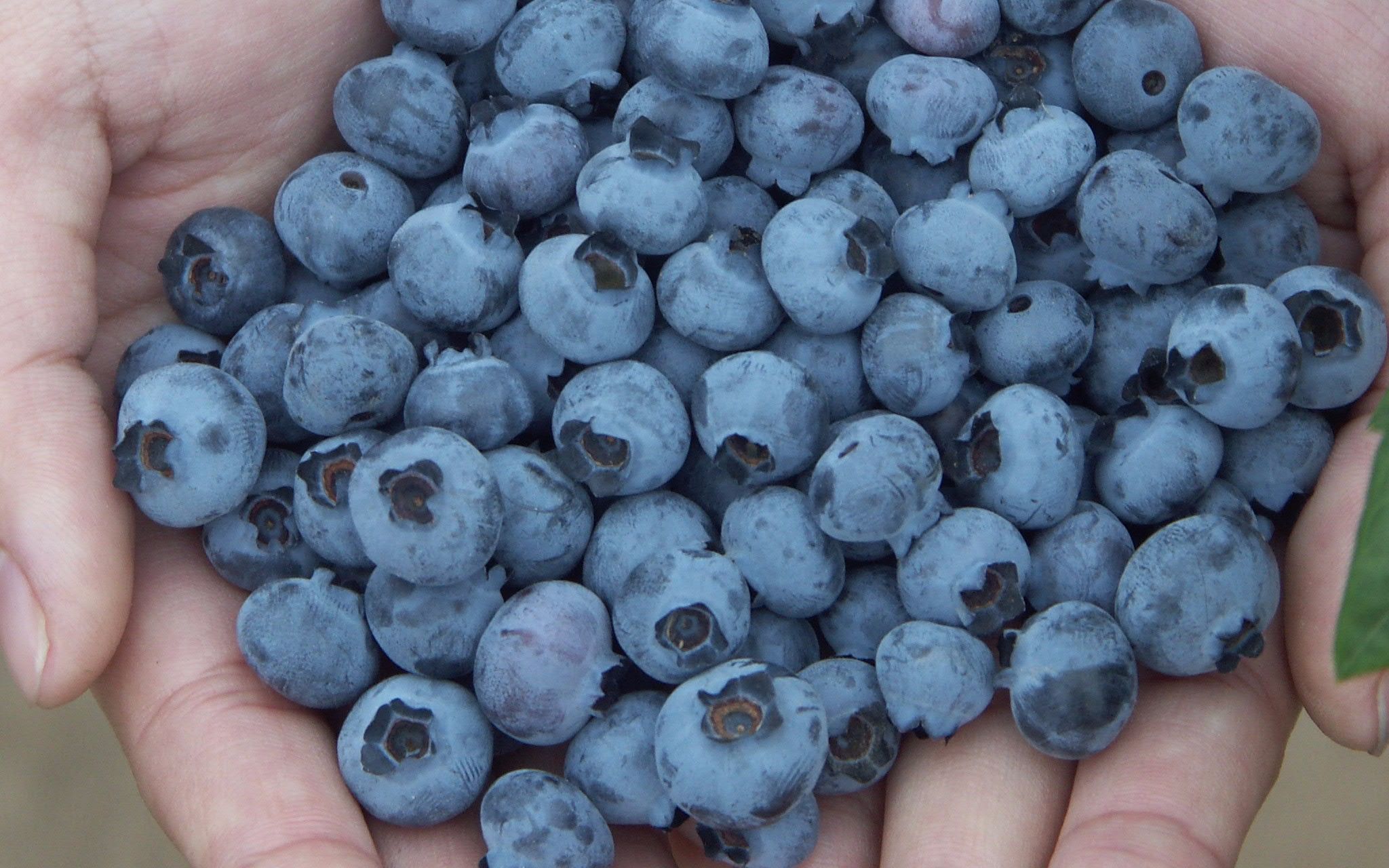 你了解蓝莓上的那层白霜吗？千万别再这样洗了，现在知道还不晚！