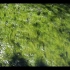 环境音：丽江古城的溪水声