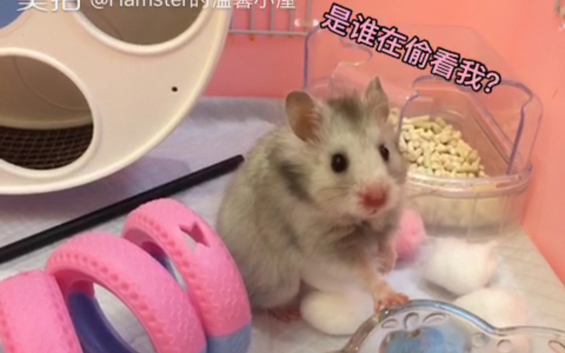【仓小屋】2016年冬天 仓鼠森森刚到我家滴时候