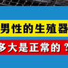 男性的生殖器多大是正常的