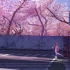 【纯音乐分享】花は桜 君は美し - Kaoru Sakuma