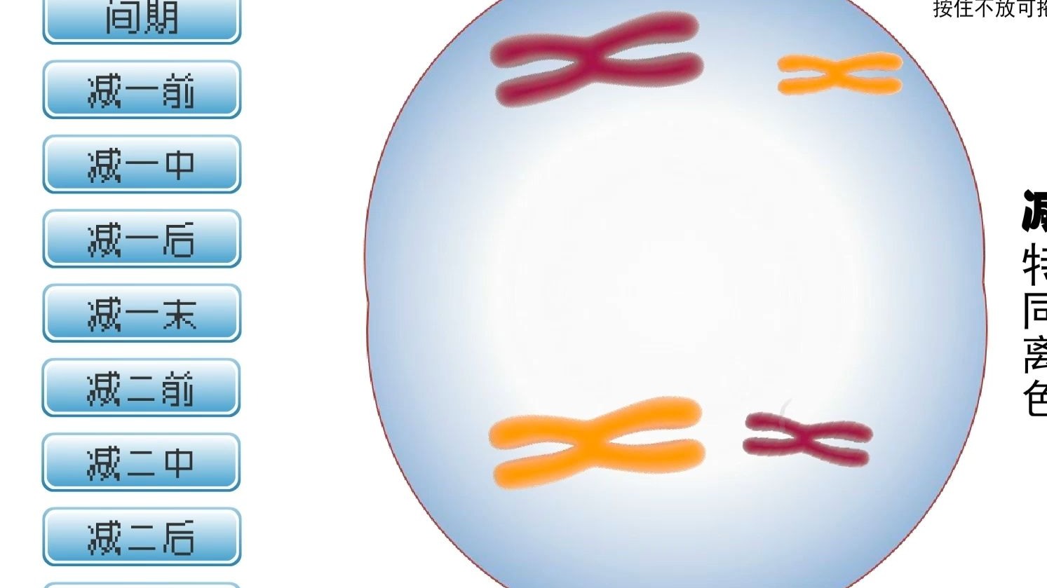 2.1 减数分裂和受精作用 第2节课