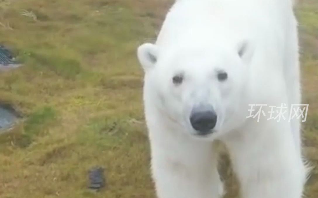 没有冰川了 ，北极熊在废弃气象观测站安家