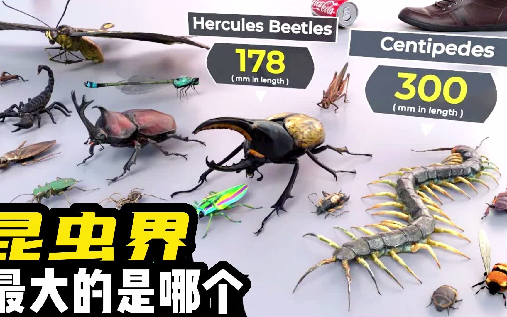 昆虫界你知道最大的是哪个吗