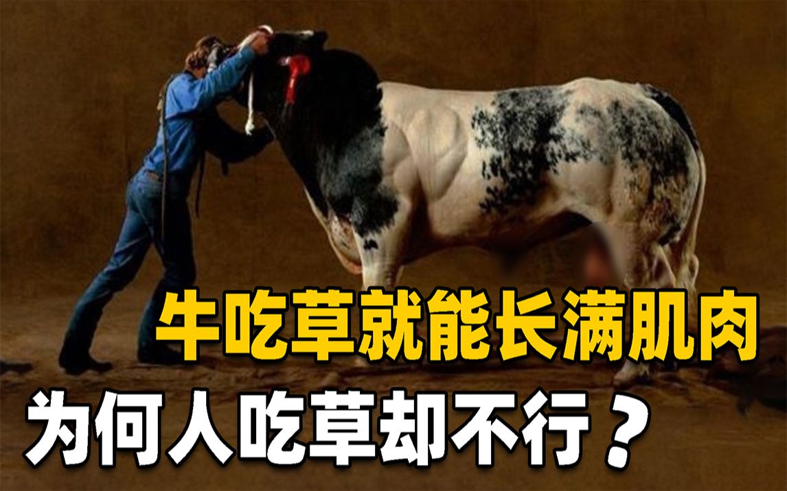 为什么牛只吃草，就能够长出一身强壮的肌肉，而人类却不可以？