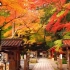 【8K风景】石山寺的红叶绝景 解压-治愈-工作学习背景音-清晨叫醒-夜晚助眠