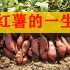 【中小学生劳动教育视频】红薯的一生（中国农村传统种植&现代化种植红薯的全过程）,红薯成为红薯粉的过程