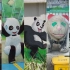 《 蓉 城 丑 熊 猫 图 鉴 2.0 》