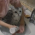 【维诺家】猫猫洗澡之歌