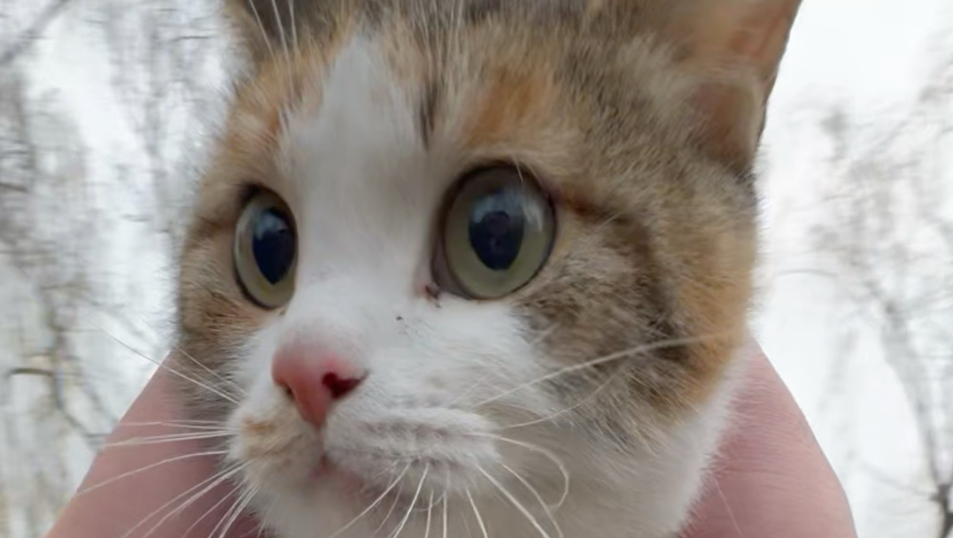 兄弟们钓鱼捡到一只怀孕的流浪猫，今天给小猫称体重，顺便喂一下猫妈妈